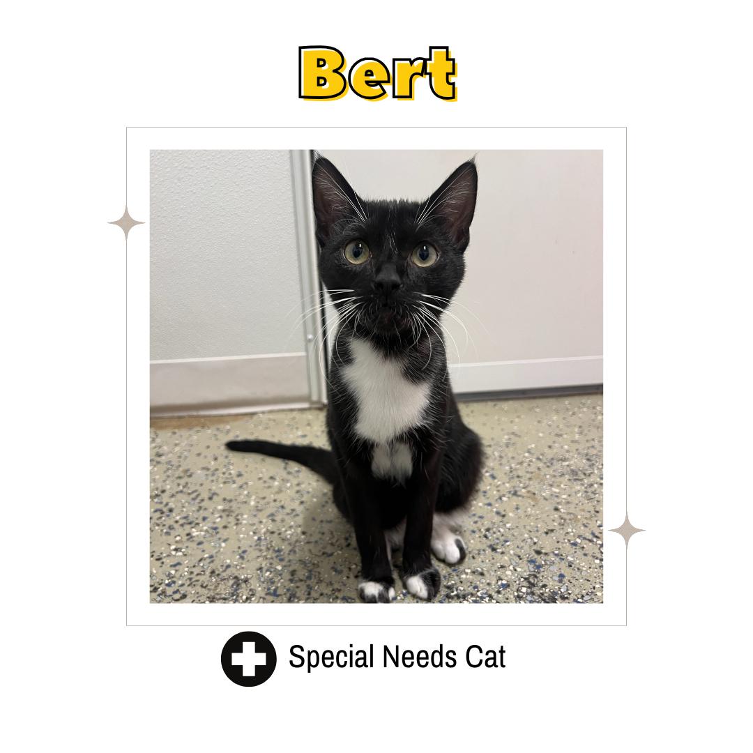 Bert, Adoptable, Young Male Domestic Short Hair.