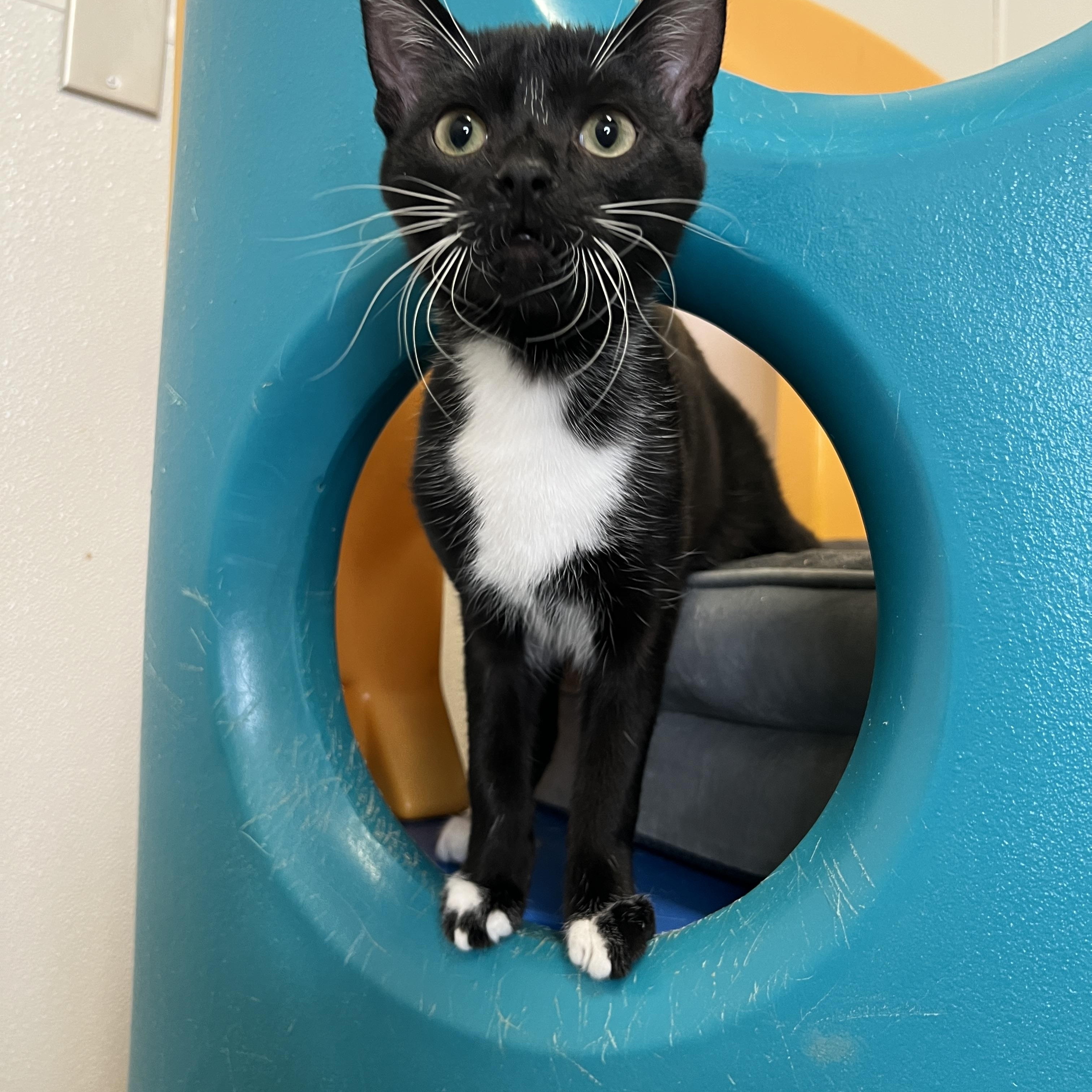 Bert, a Adoptable Domestic Short Hair in Frankenmuth, MI image 5/6