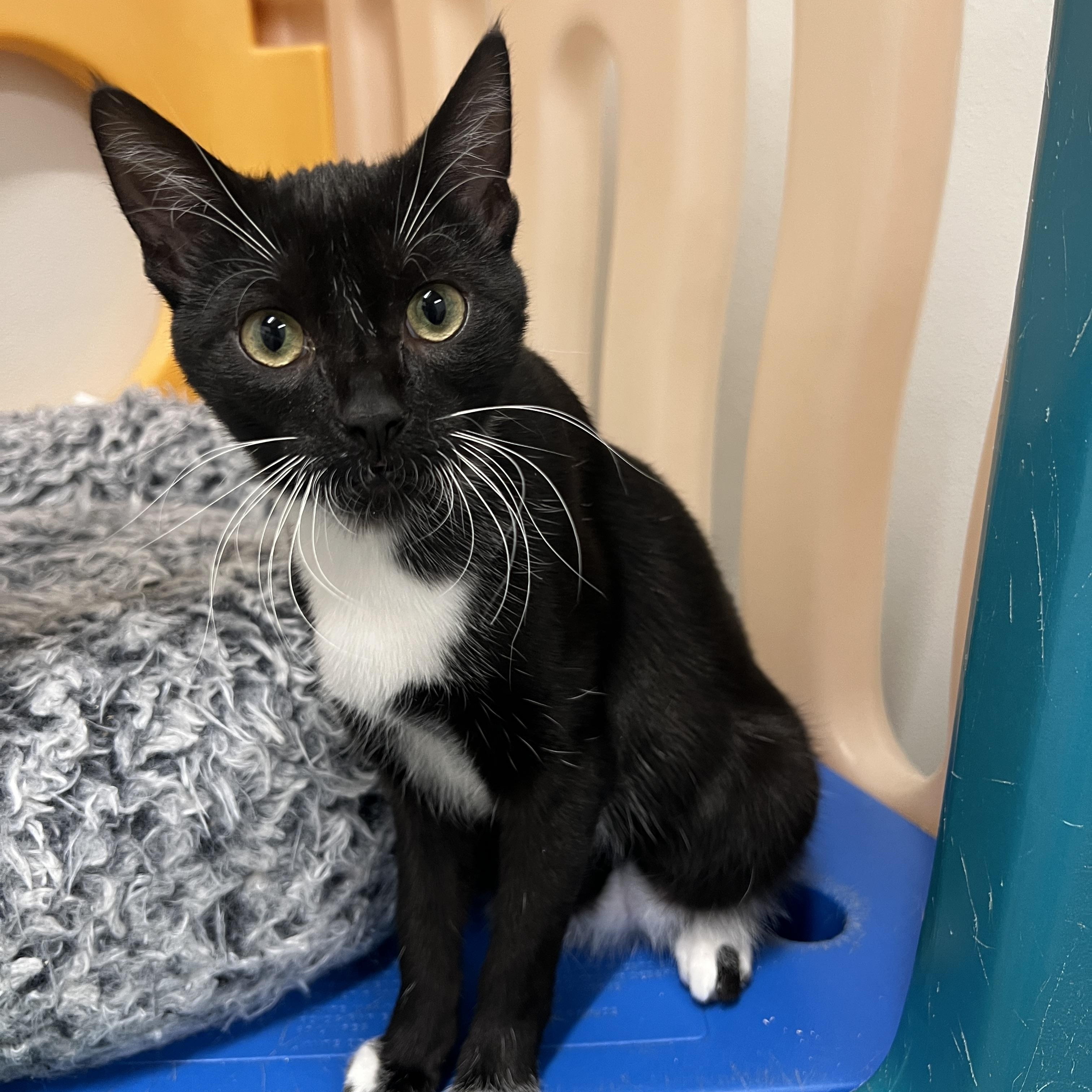 Enlarge Bert, a Adoptable Domestic Short Hair in Frankenmuth, MI image 3/5