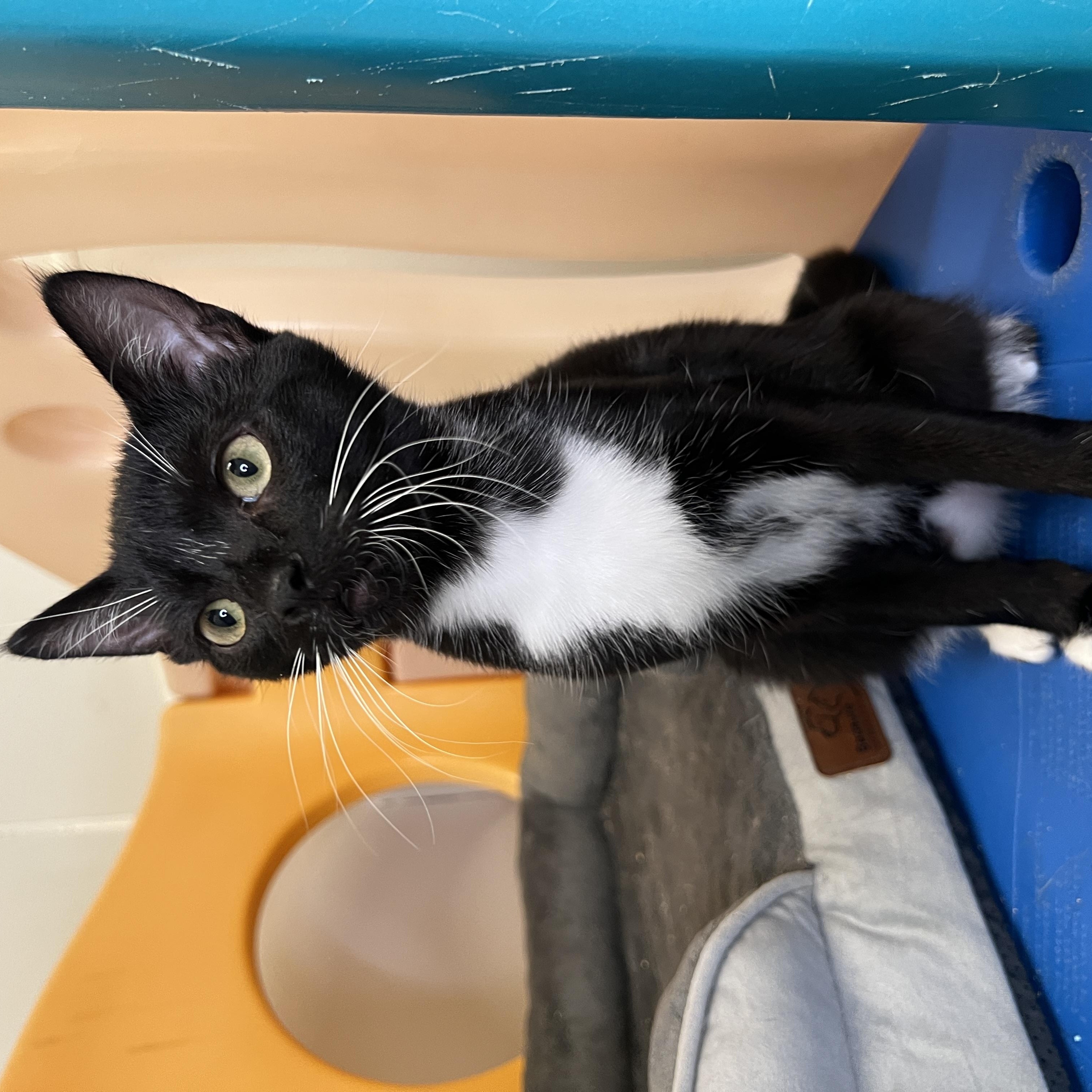 Bert, a Adoptable Domestic Short Hair in Frankenmuth, MI image 3/6