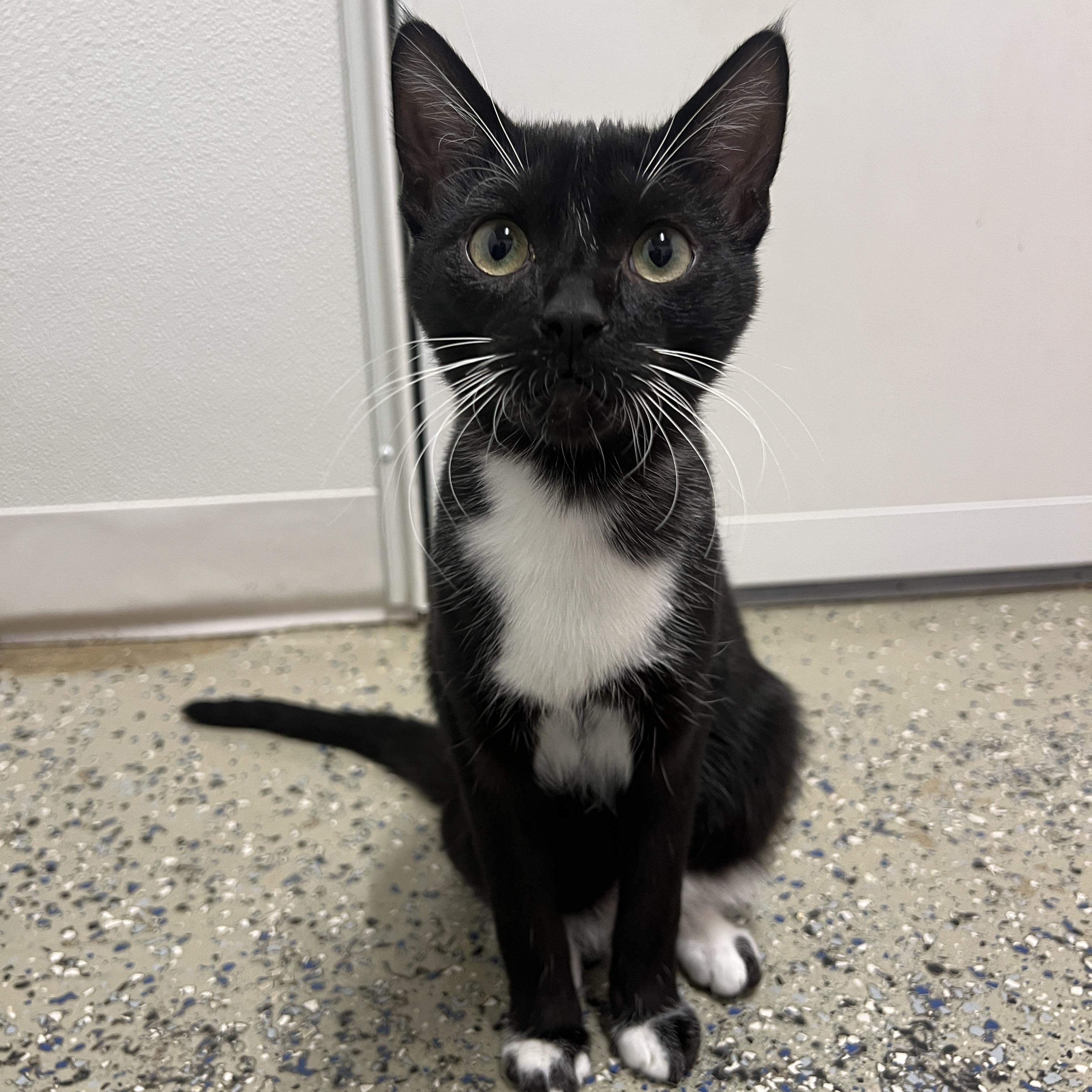 Bert, Adoptable, Young Male Domestic Short Hair.