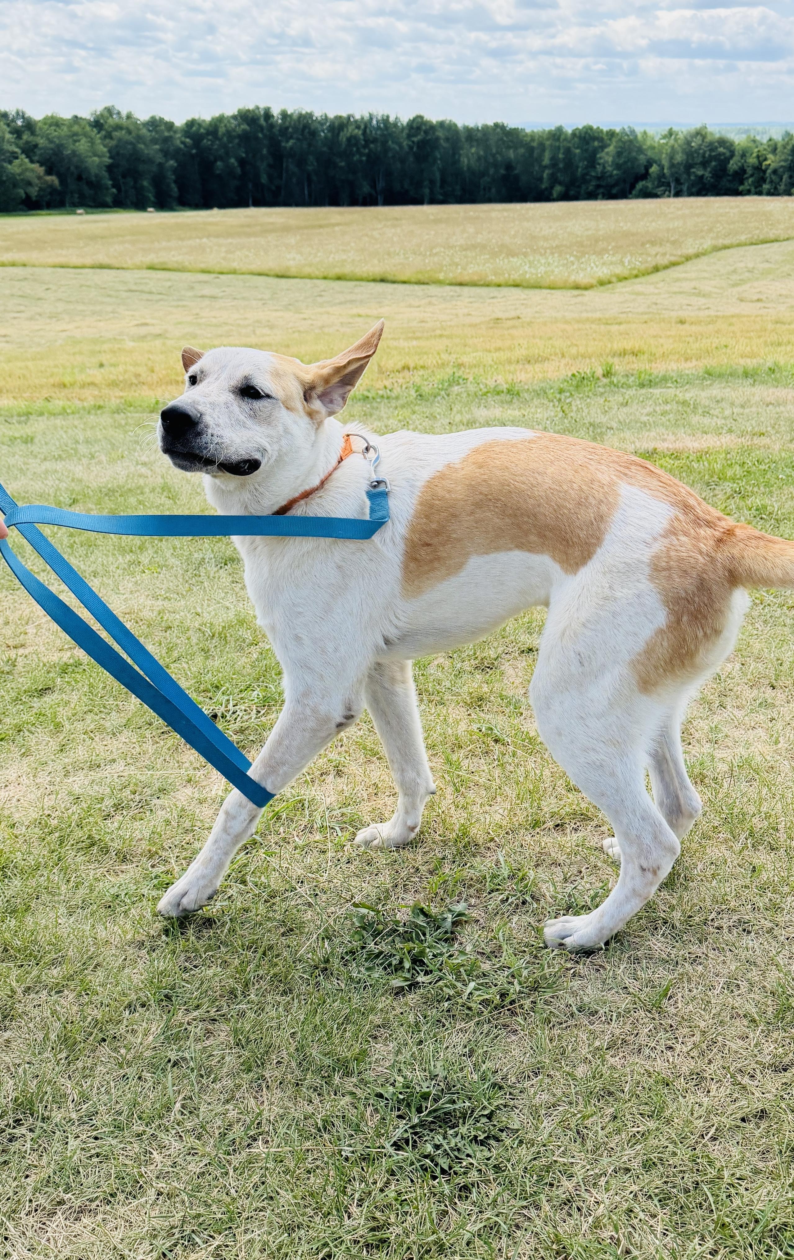 Enlarge Ranger, a Adoptable mixed breed in Brooks, ME image 2/4