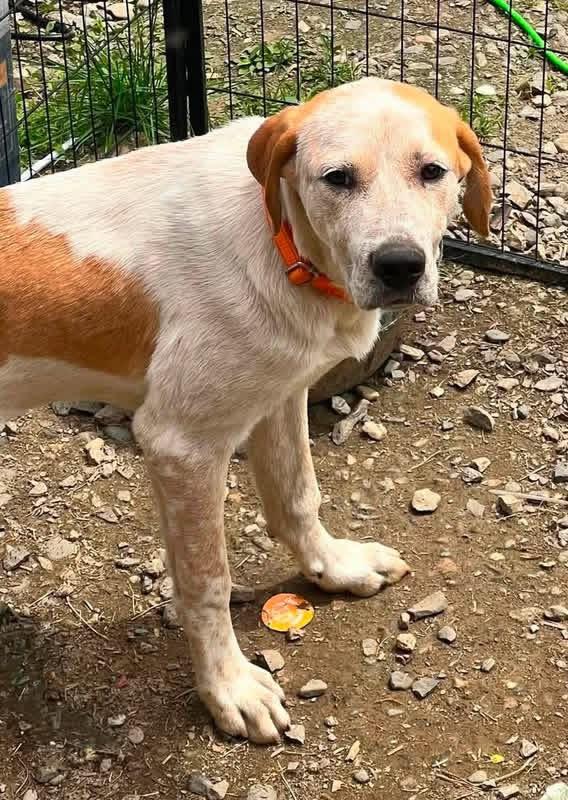 Ranger, a Adoptable mixed breed in Brooks, ME image 2/2