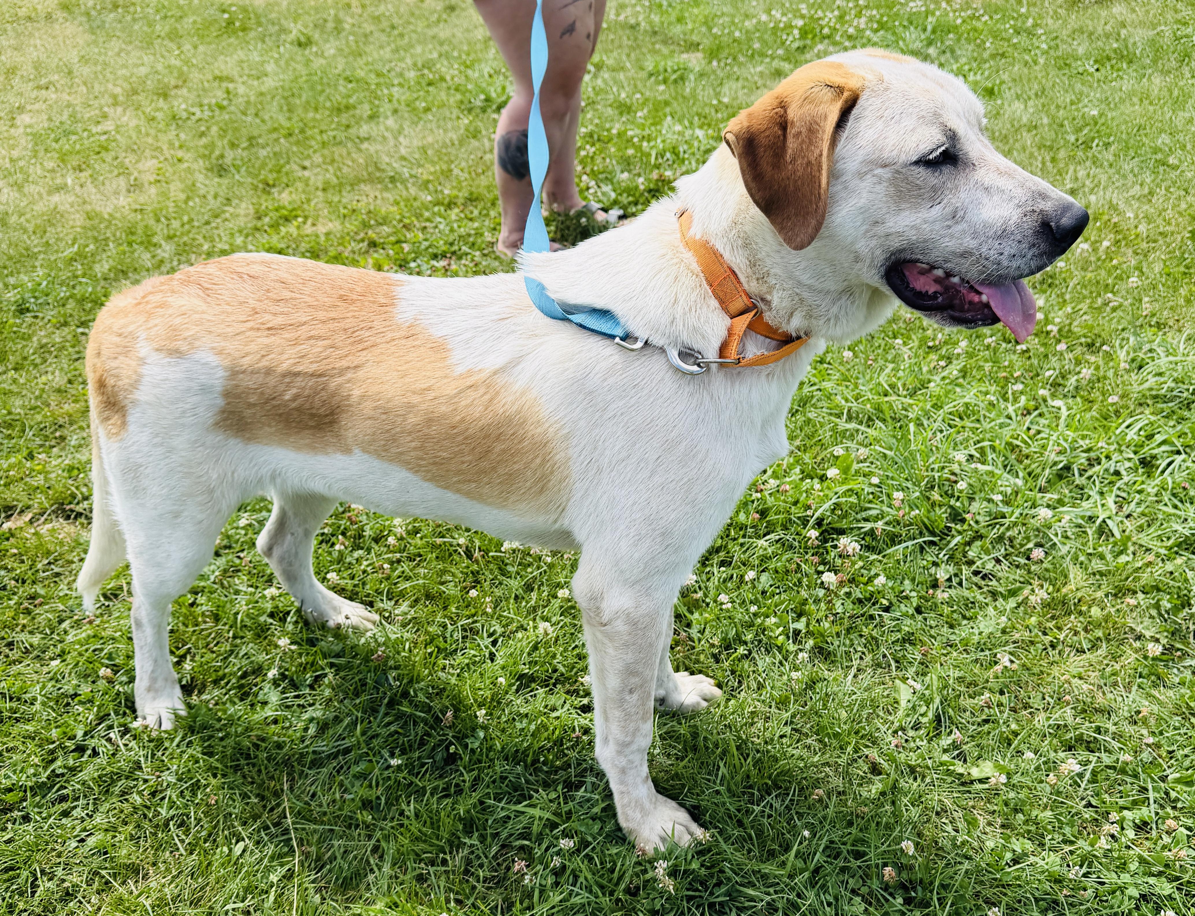 Enlarge Ranger, a Adoptable mixed breed in Brooks, ME image 3/4