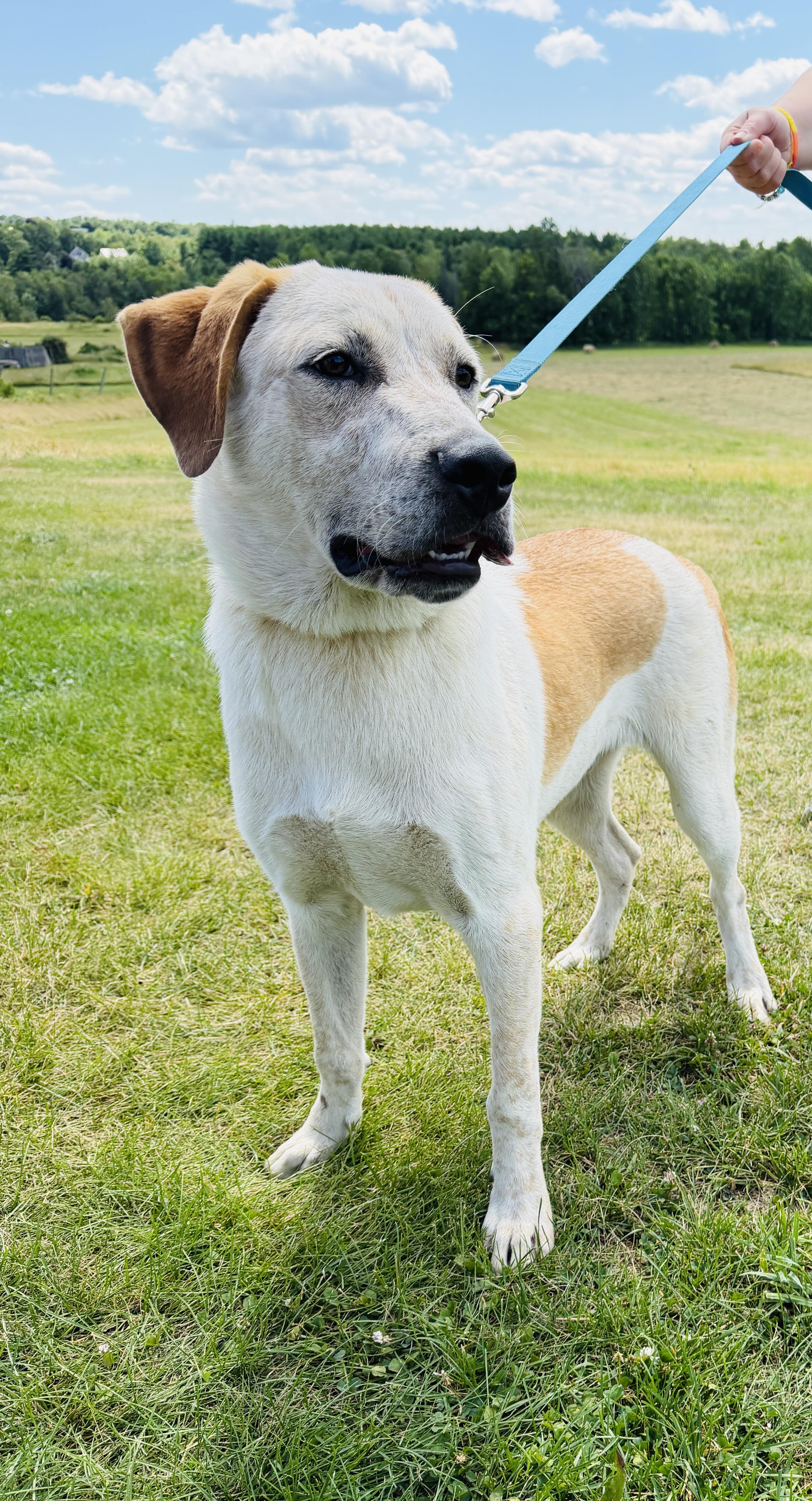 Enlarge Ranger, a Adoptable mixed breed in Brooks, ME image 1/4