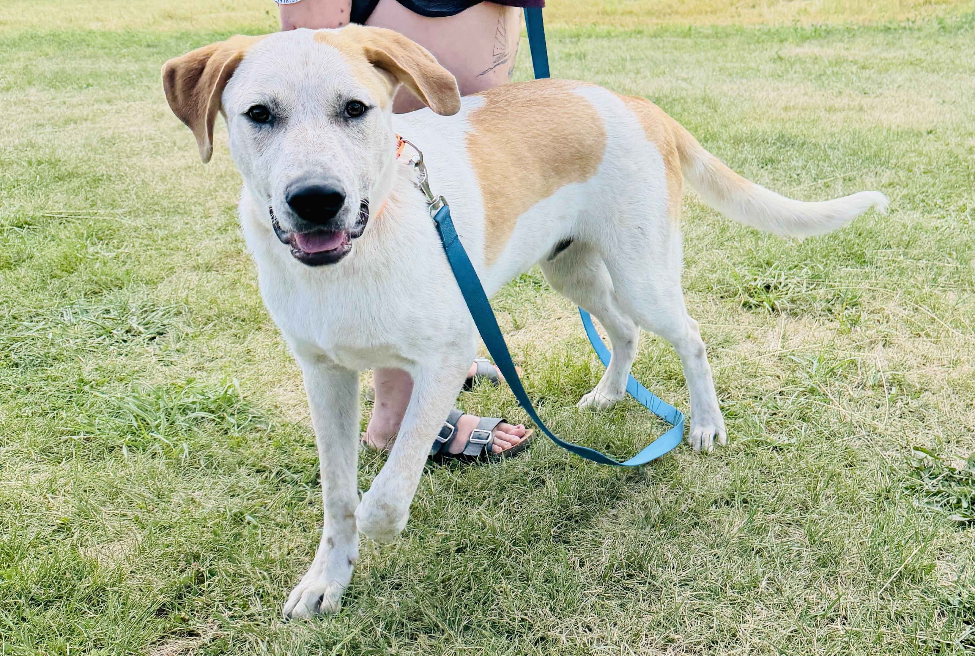 Enlarge Ranger, a Adoptable mixed breed in Brooks, ME image 4/4