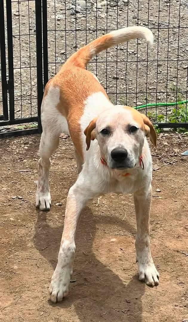 Ranger, a Adoptable mixed breed in Brooks, ME image 1/2