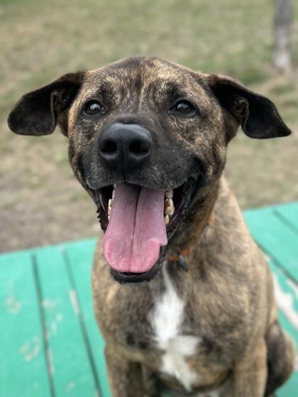 Hugo, Adoptable, Adult Male Plott Hound & Terrier.