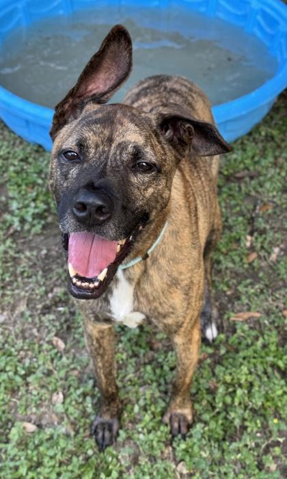 Hugo, Adoptable, Adult Male Plott Hound & Terrier.