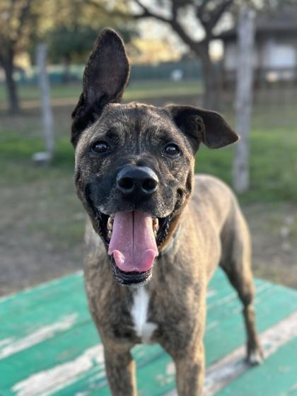 Enlarge Hugo, a Adoptable mixed breed in San Antonio, TX image 2/5