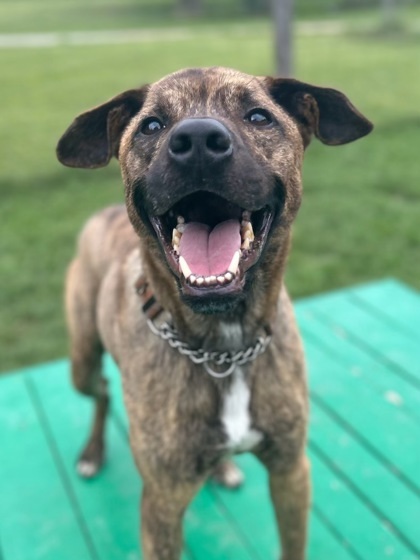 Hugo