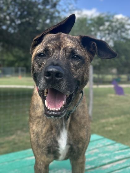 Enlarge Hugo, a Adoptable mixed breed in San Antonio, TX image 3/3