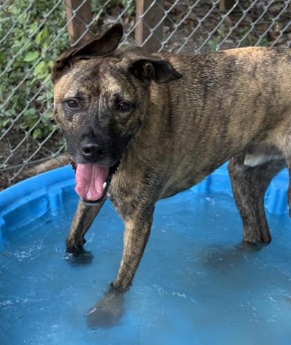 Enlarge Hugo, a Adoptable mixed breed in San Antonio, TX image 5/5