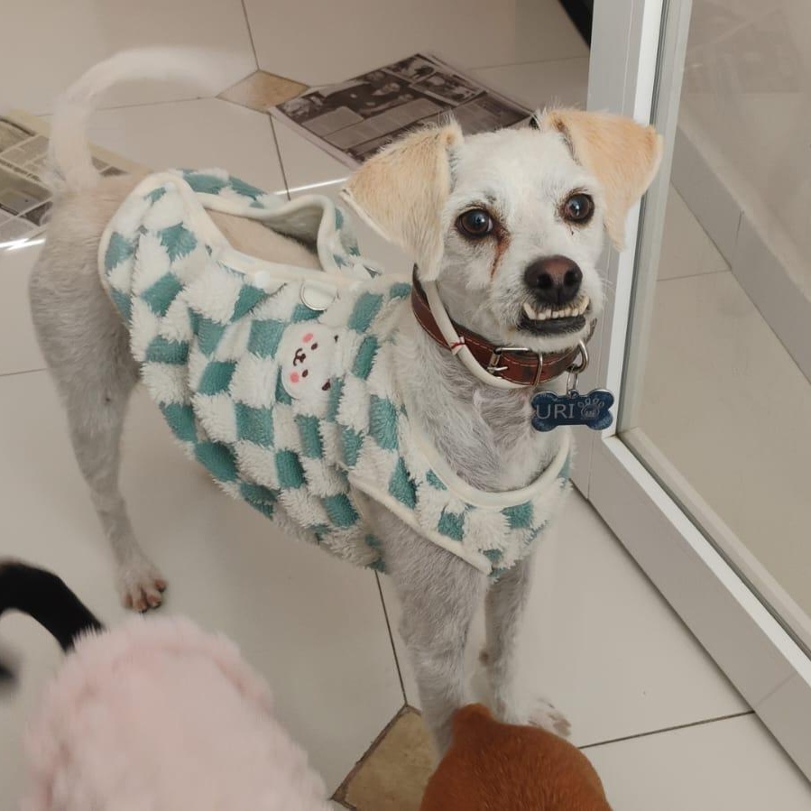 Enlarge Benji, a Adoptable mixed breed in Denver , CO image 4/6