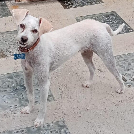 Enlarge Benji, a Adoptable mixed breed in Denver , CO image 3/6