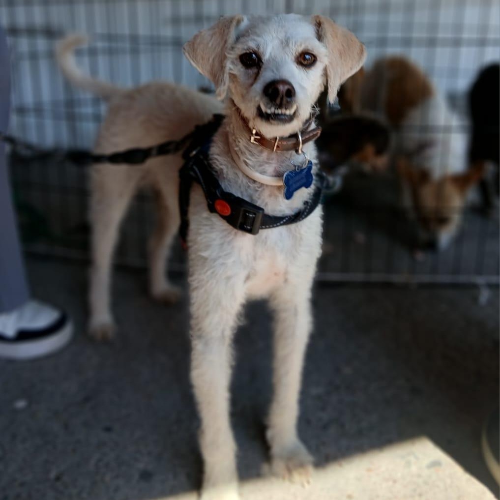 Enlarge Benji, a Adoptable mixed breed in Denver , CO image 5/6