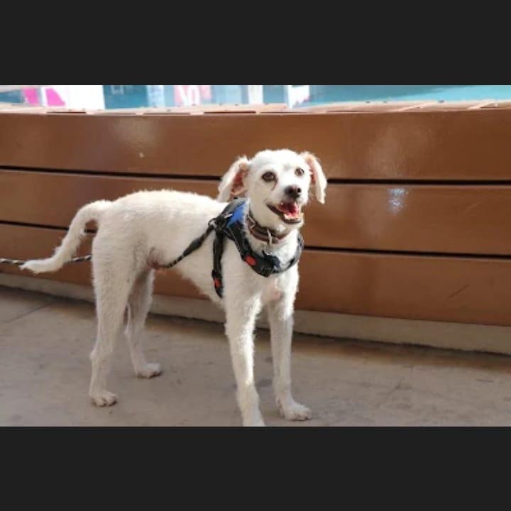 Enlarge Benji, a Adoptable mixed breed in Denver , CO image 2/6