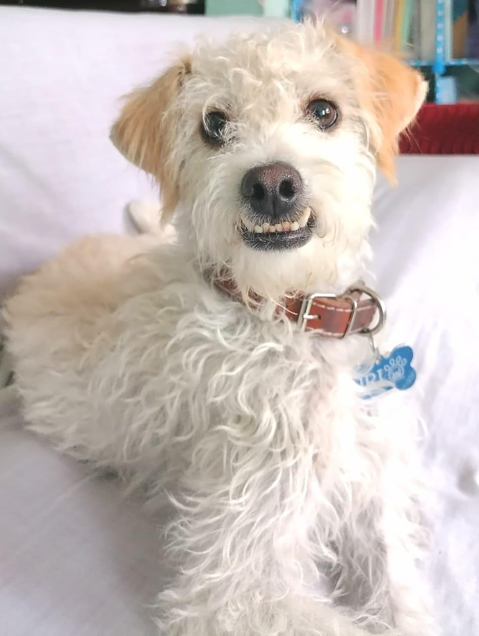 Enlarge Benji, a Adoptable mixed breed in Denver , CO image 6/6