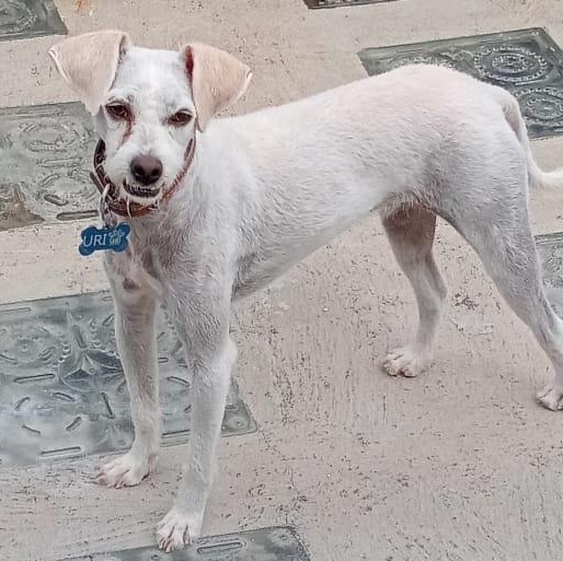 Enlarge Benji, a Adoptable mixed breed in Denver , CO image 1/6