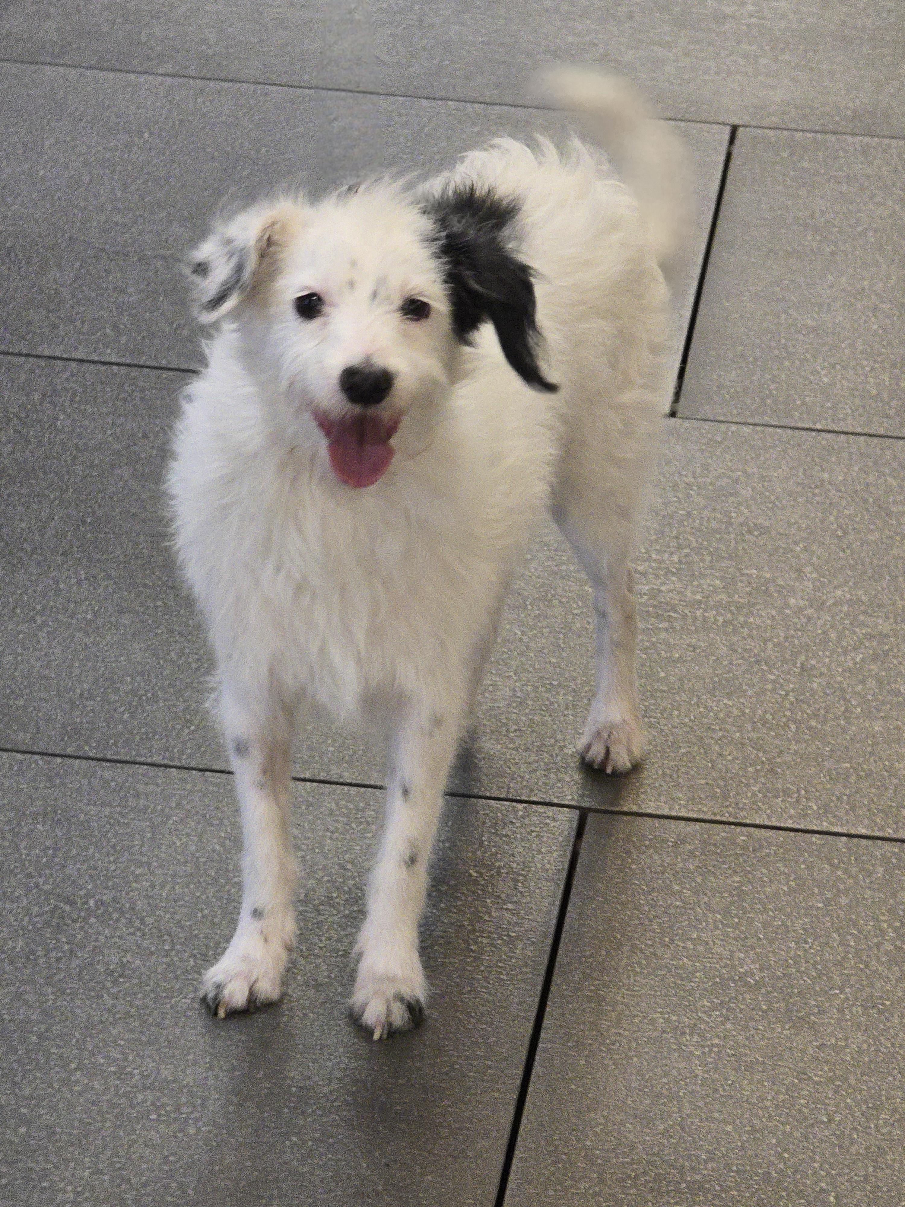 Lo Lo, Adoptable, Young Male Jack Russell Terrier & Miniature Poodle.