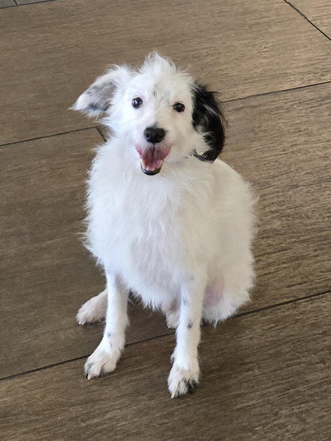 Enlarge Lo Lo, a Adoptable mixed breed in San Francisco, CA image 2/4