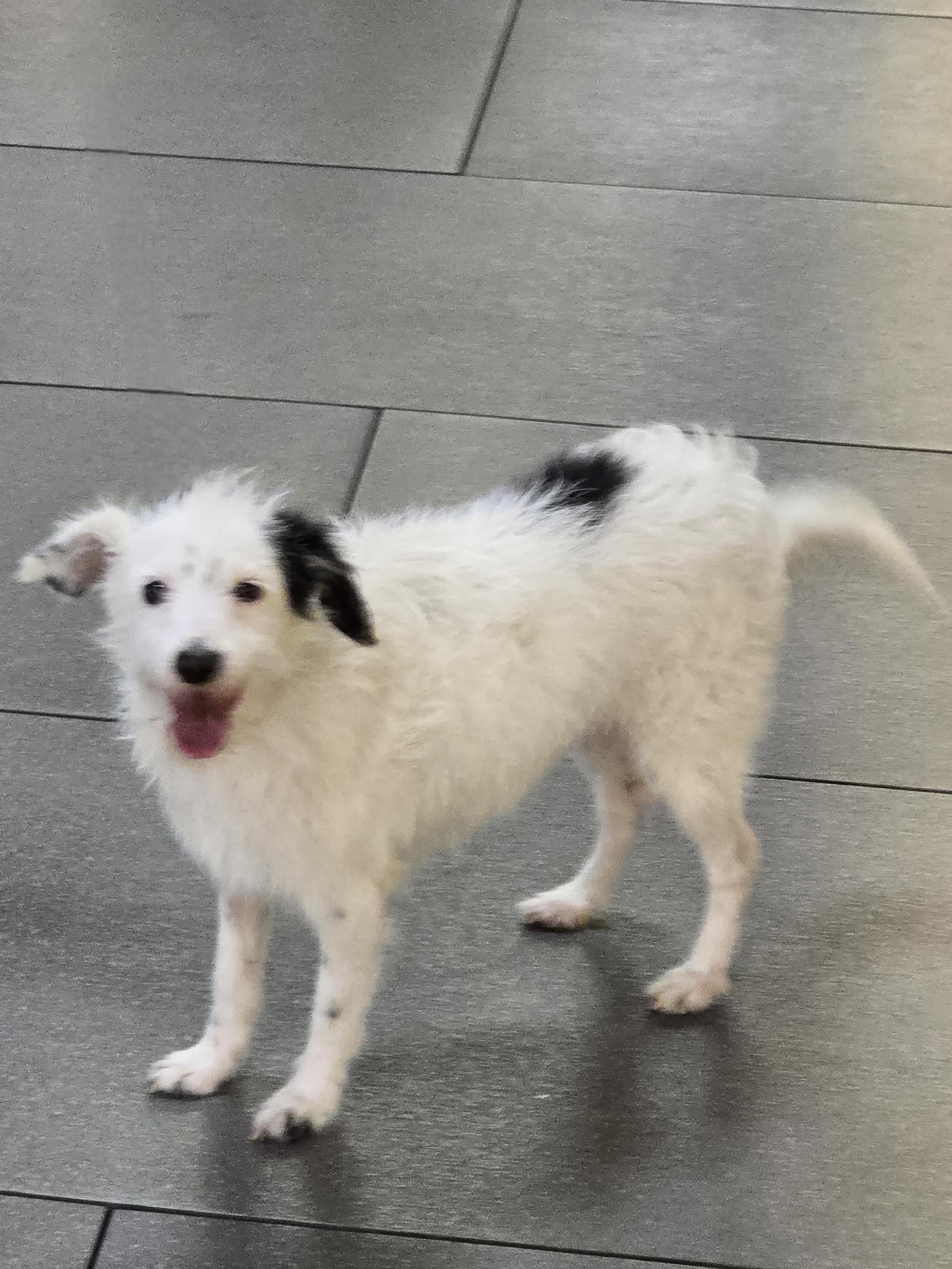 Enlarge Lo Lo, a Adoptable mixed breed in San Francisco, CA image 3/4