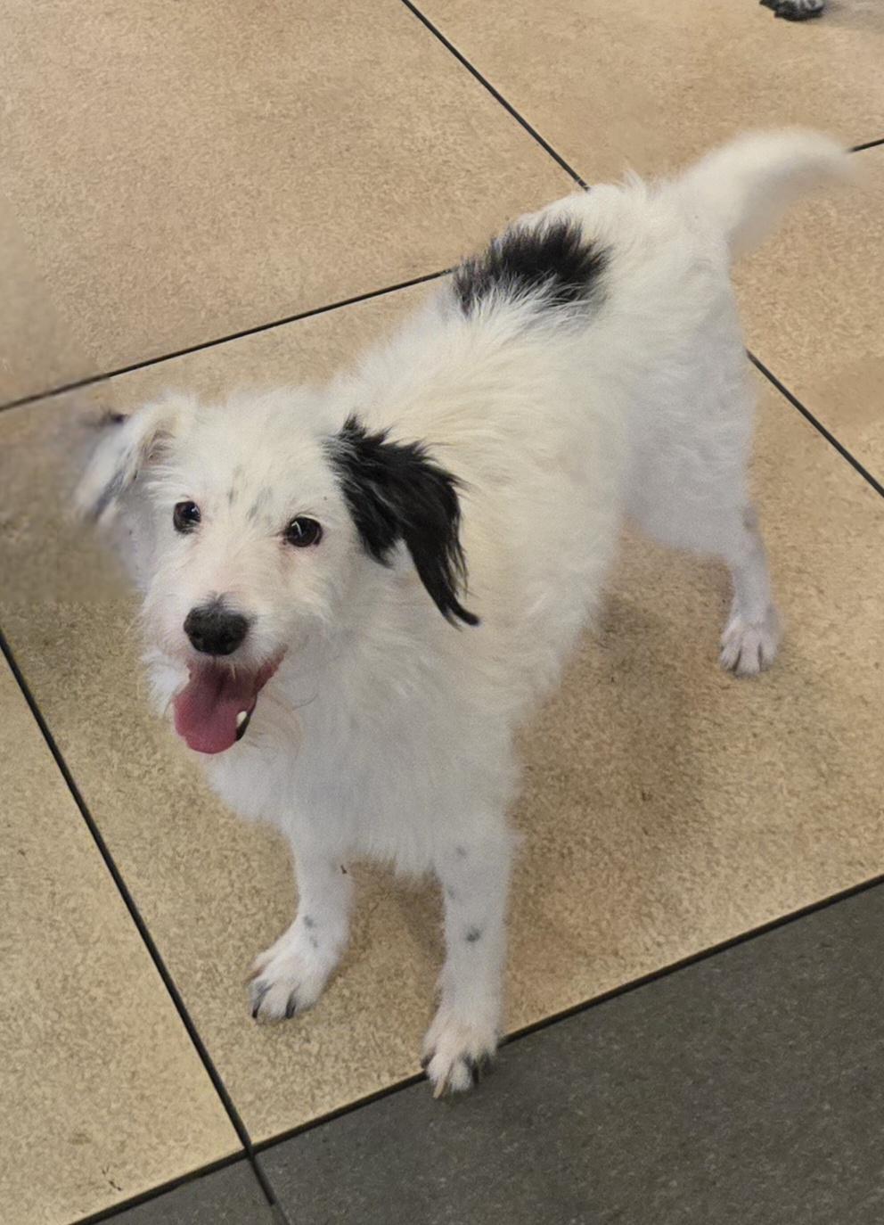 Enlarge Lo Lo, a Adoptable mixed breed in San Francisco, CA image 4/4