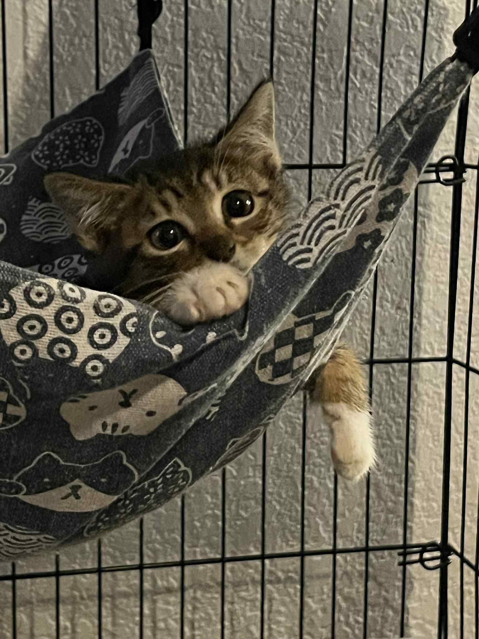 Pinot, a Adoptable Domestic Short Hair in Tulsa, OK image 1/4