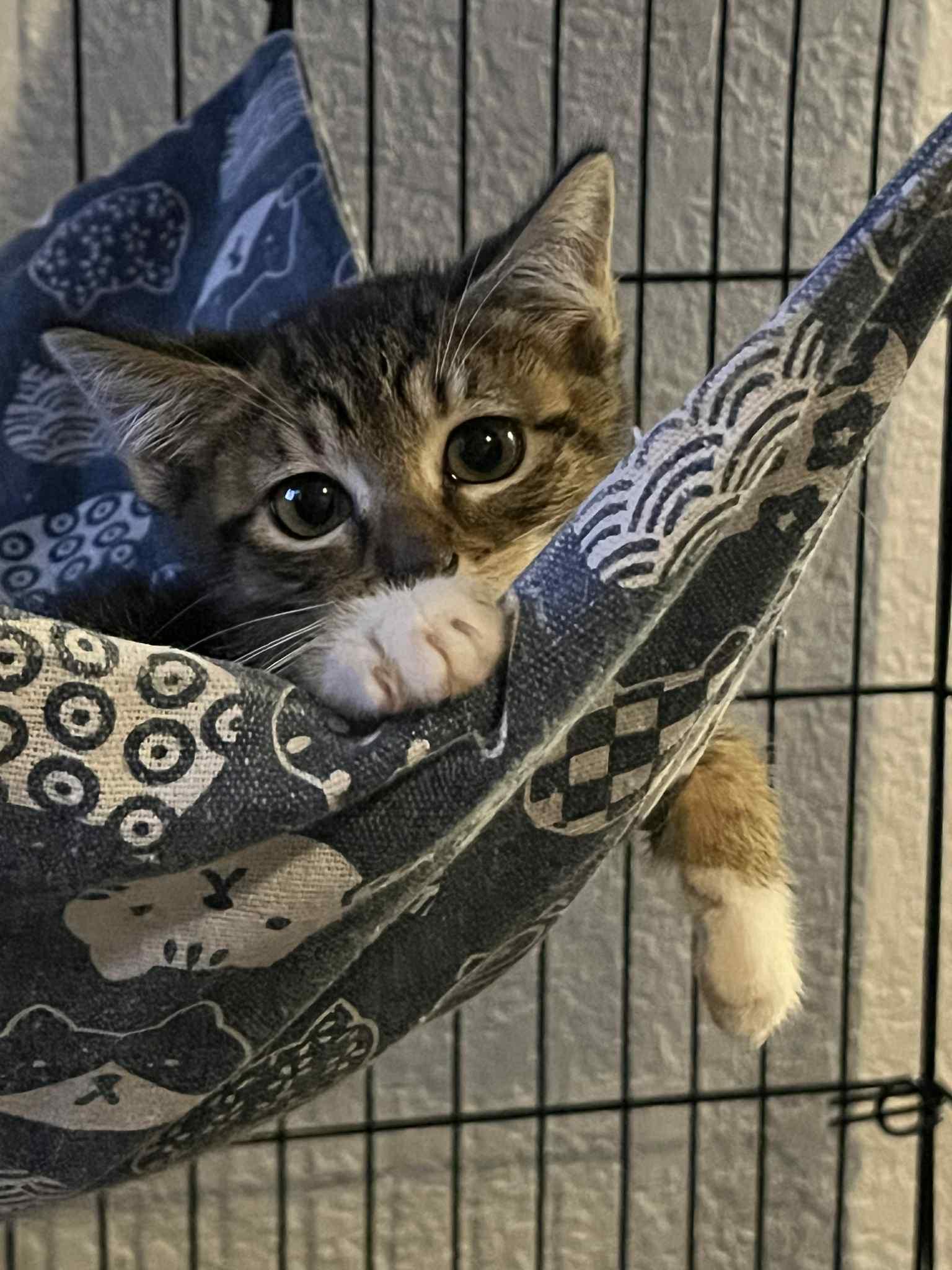 Pinot, a Adoptable Domestic Short Hair in Tulsa, OK image 2/4