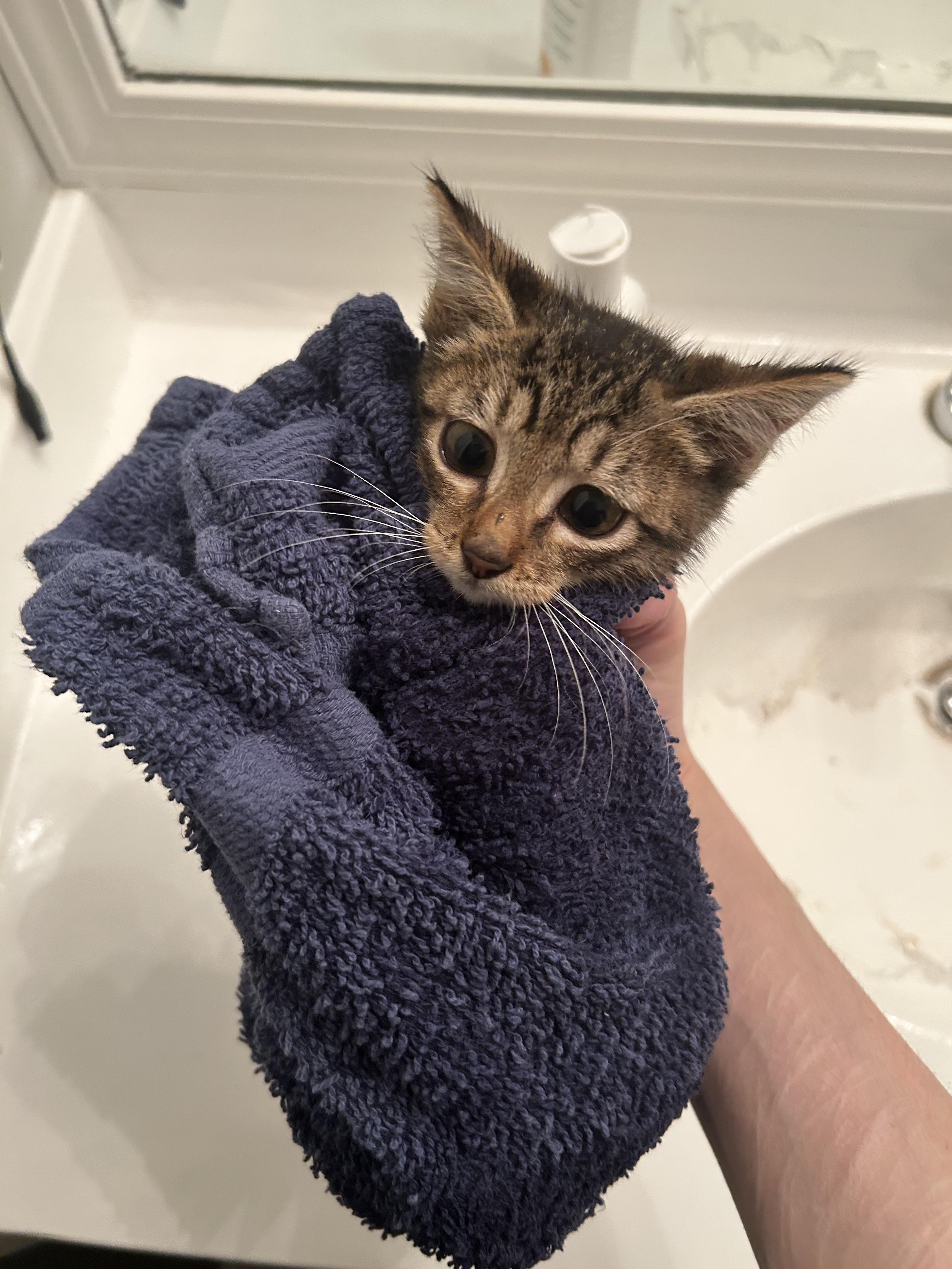 Pinot, a Adoptable Domestic Short Hair in Tulsa, OK image 3/4