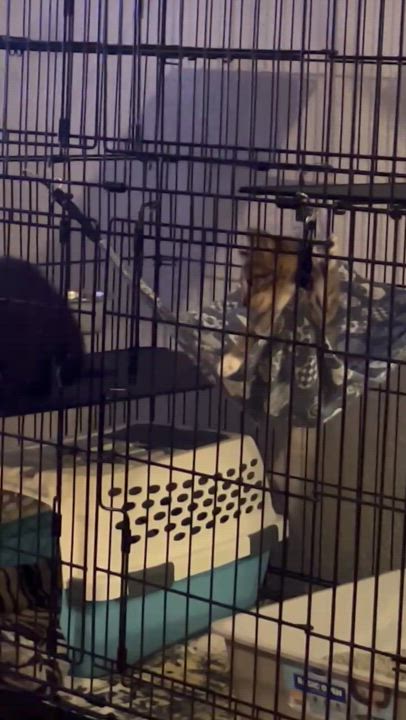 Enlarge Pinot, a Adoptable Domestic Short Hair in Tulsa, OK video 4/4