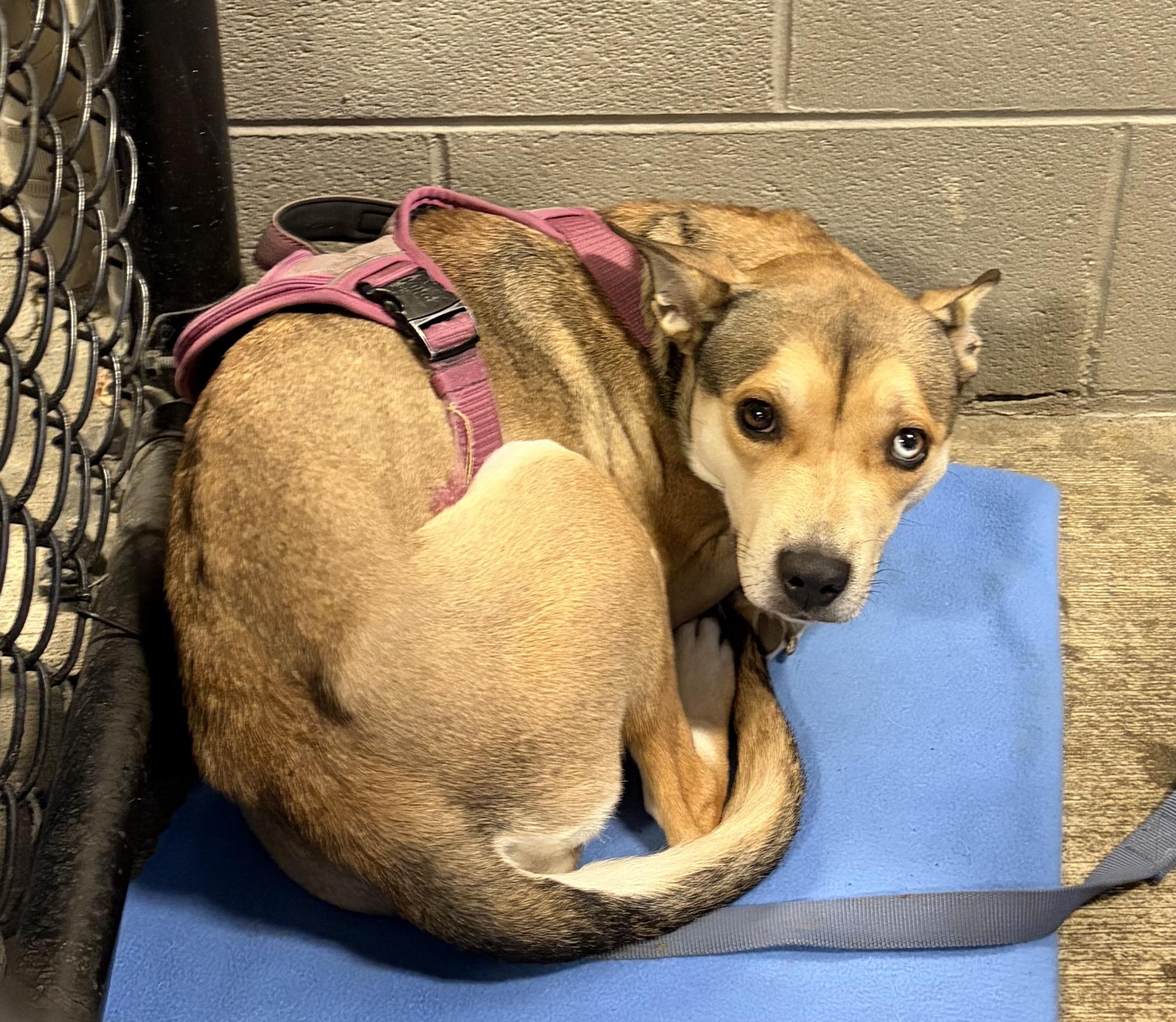 Kukla, adopted, Young Female Whippet & Labrador Retriever.