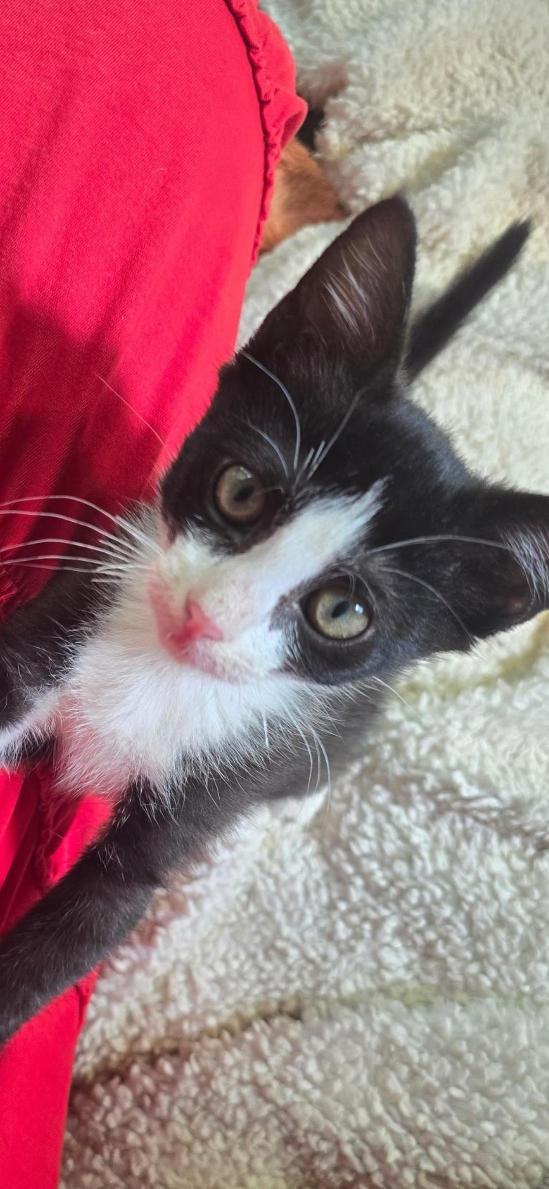 Toulouse, Adoptable, Kitten Male Domestic Short Hair.