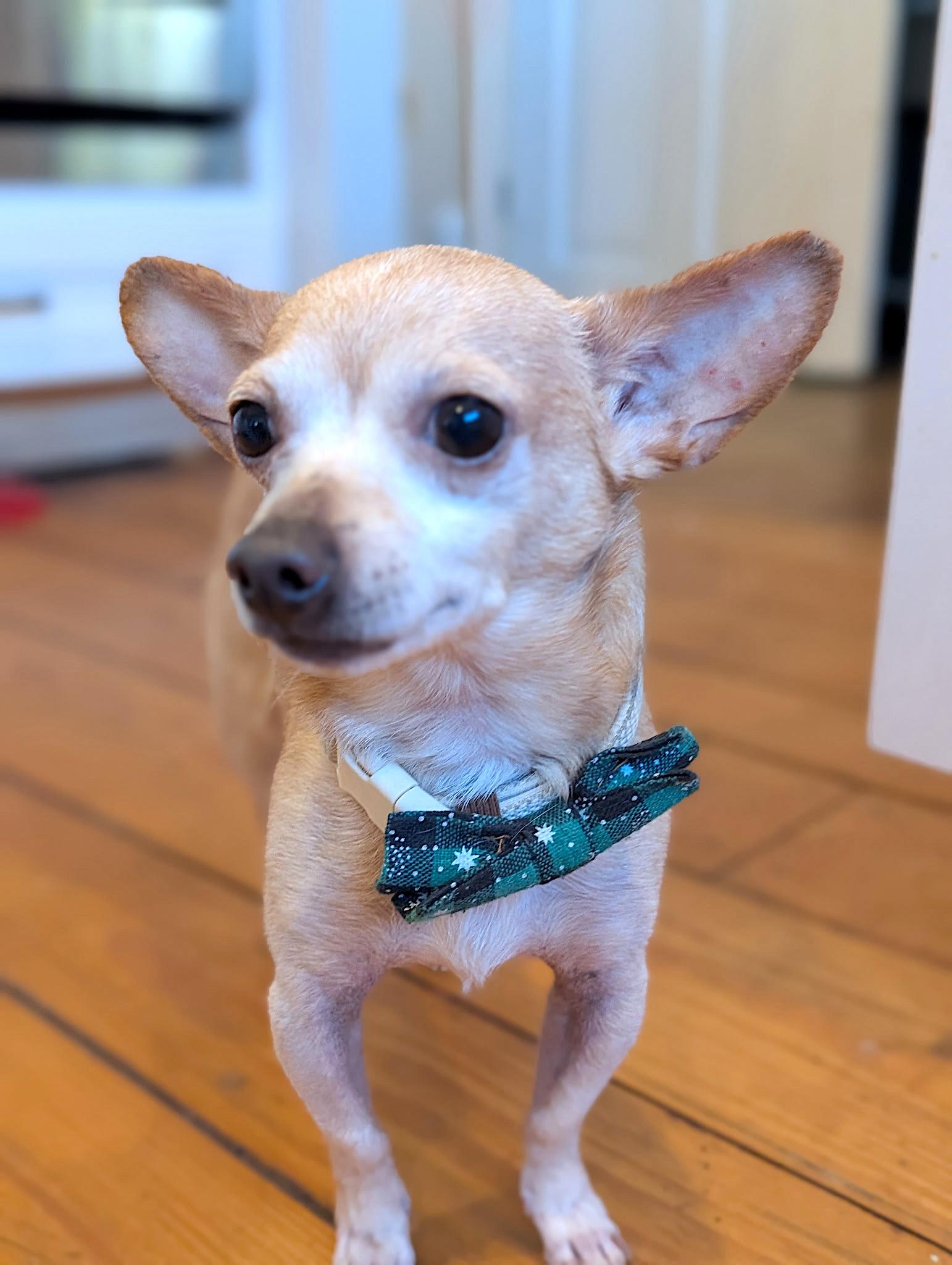 Enlarge Dillon, a ADOPTABLE mixed breed in West Brookfield, MA image 3/6