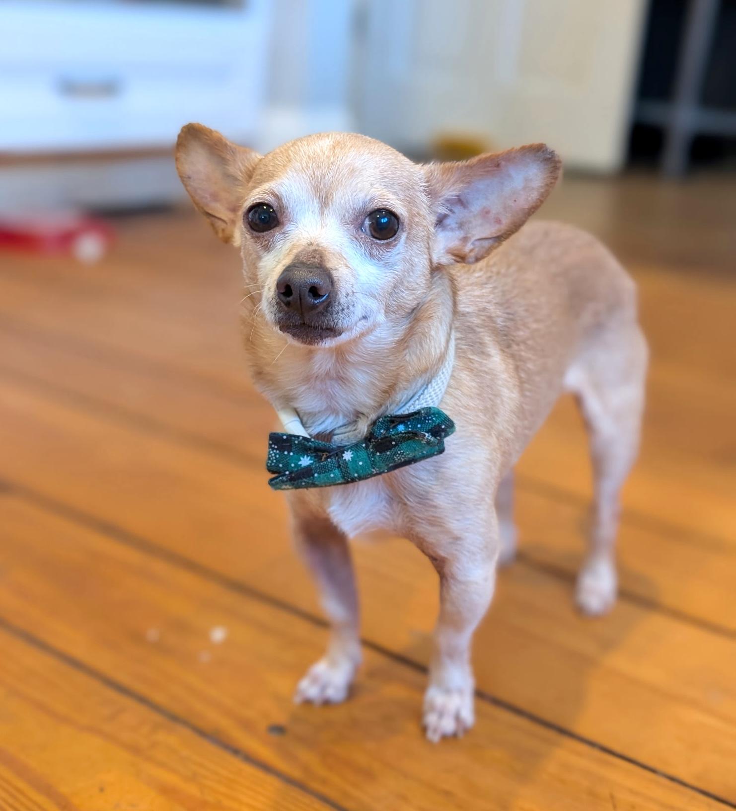 Dillon, ADOPTABLE, Adult Male Chihuahua.