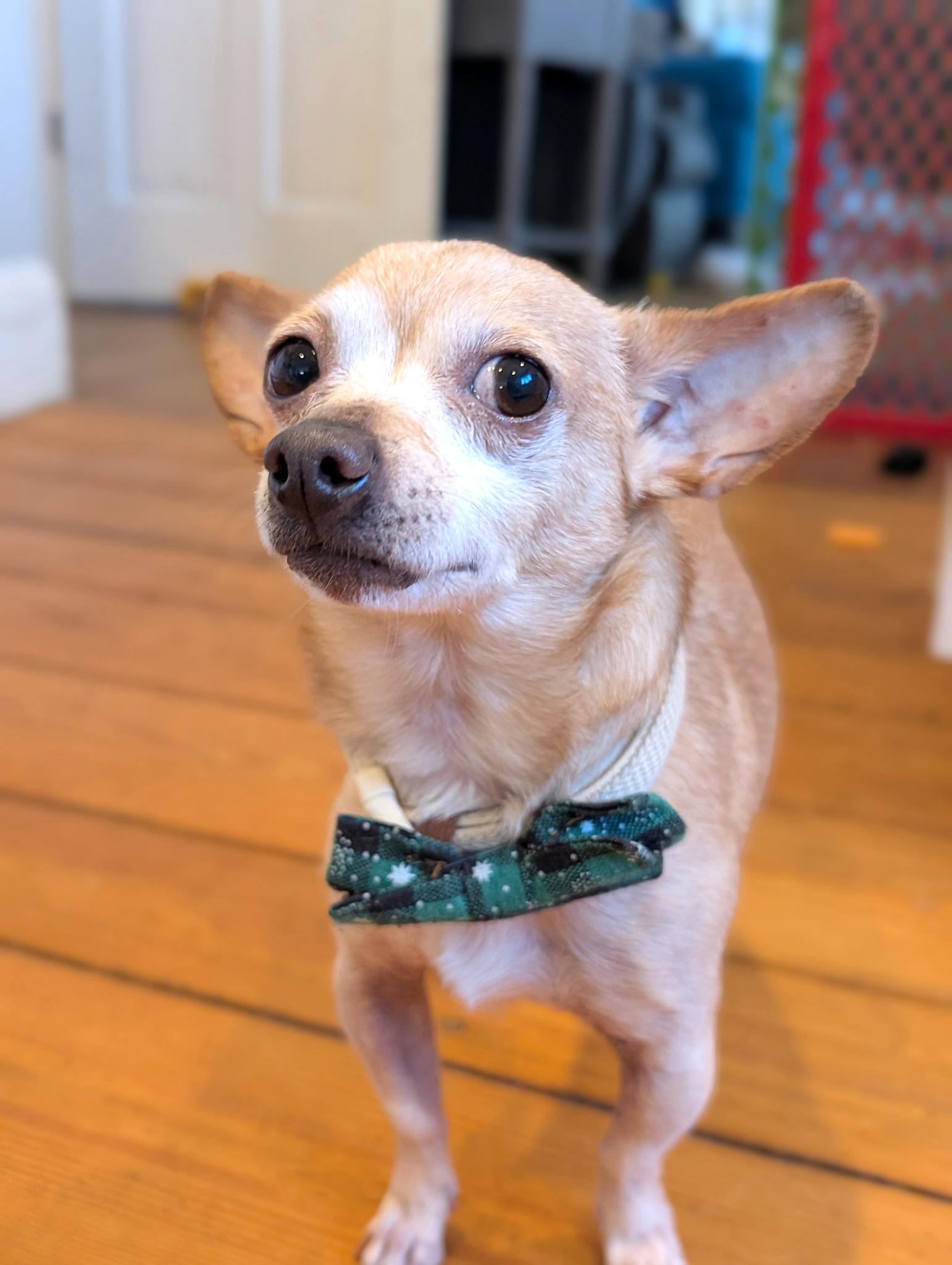 Enlarge Dillon, a ADOPTABLE mixed breed in West Brookfield, MA image 4/6