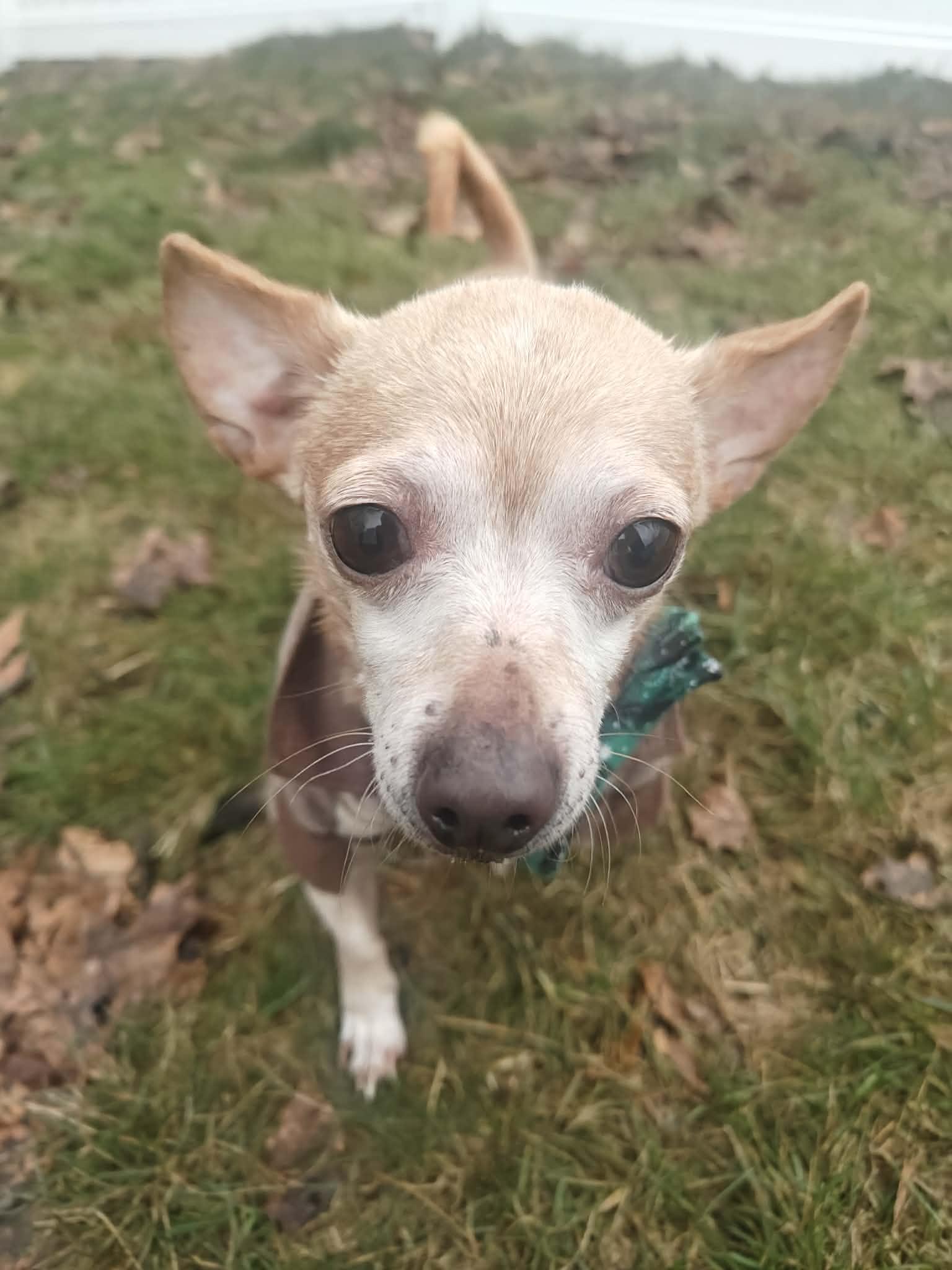 Enlarge Dillon, a ADOPTABLE mixed breed in West Brookfield, MA image 6/6