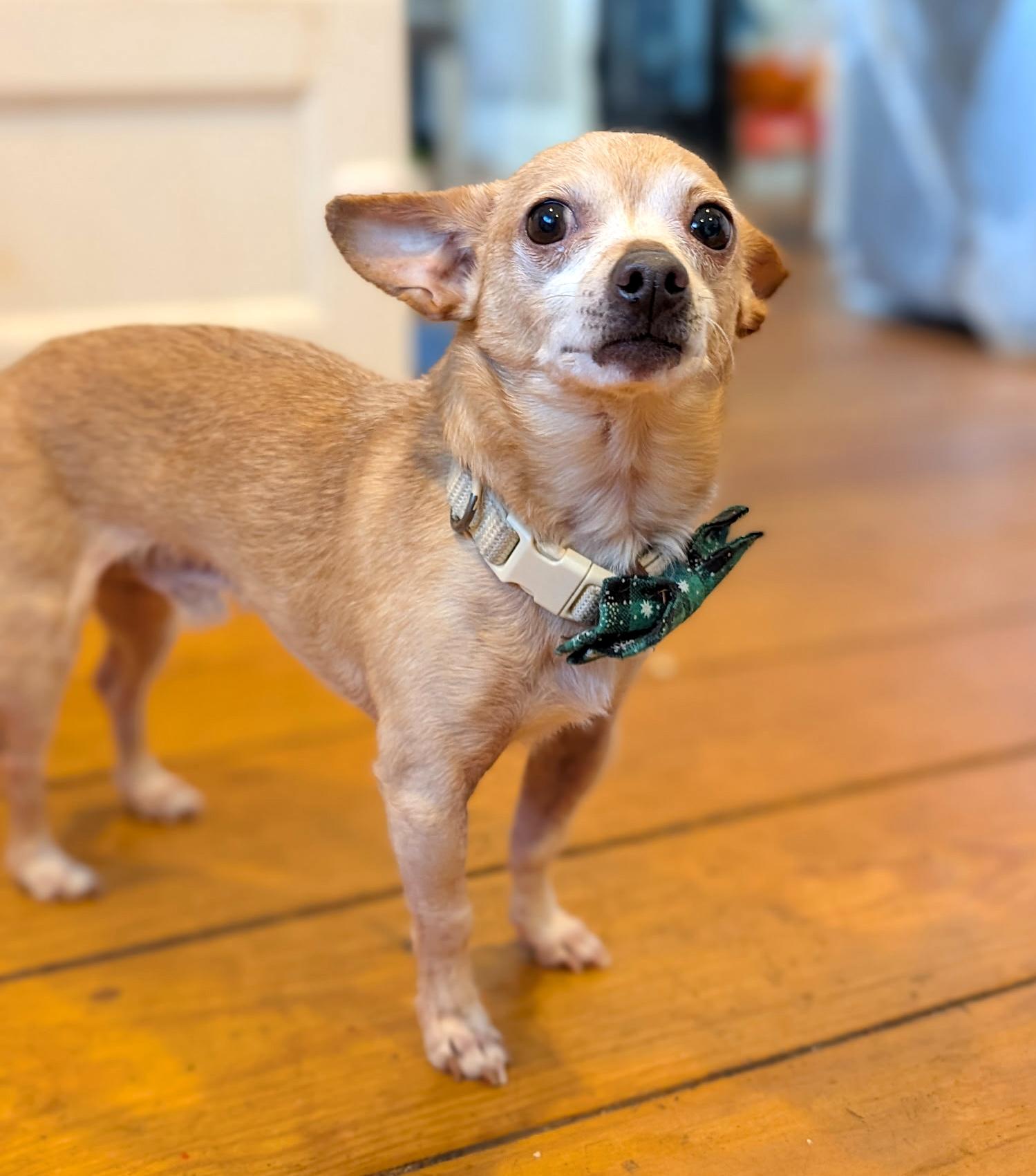 Enlarge Dillon, a ADOPTABLE mixed breed in West Brookfield, MA image 5/6