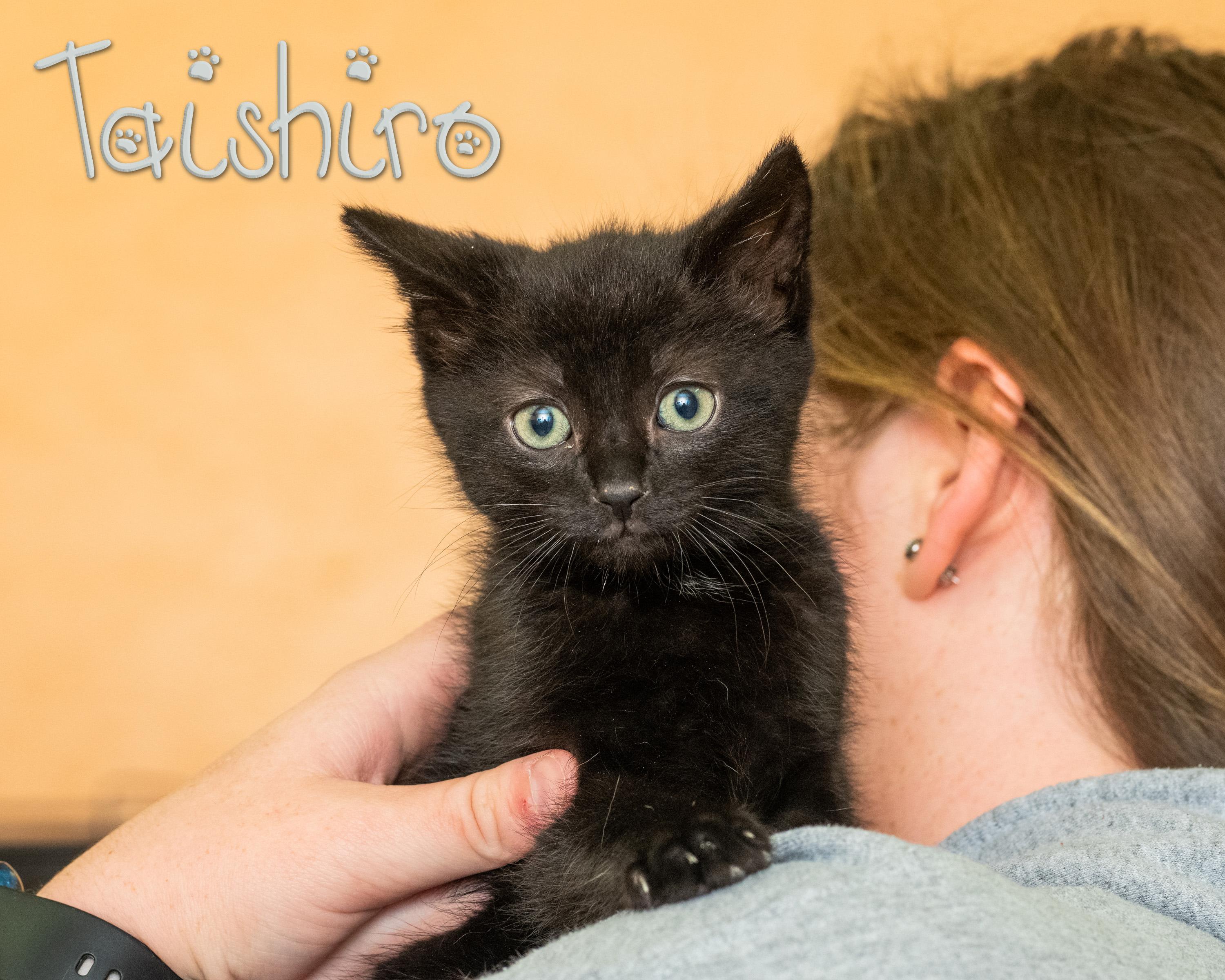 Taishiro, adoptable, Kitten Male Domestic Medium Hair.