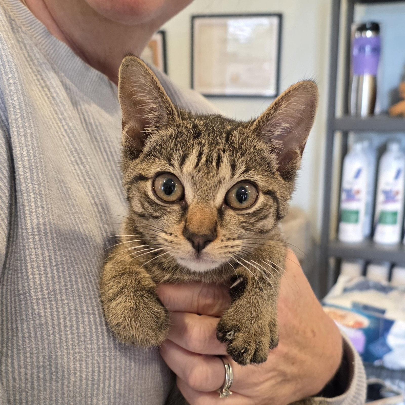 Paisley, Adoptable, Kitten Female Tabby & American Shorthair.
