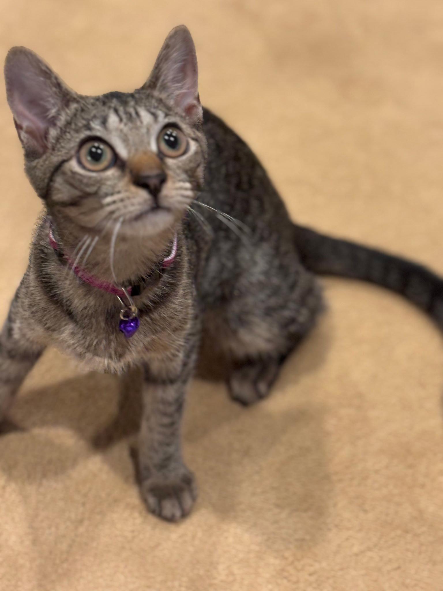 Enlarge Paisley, a Adoptable mixed breed in Magnolia Springs, AL image 2/3