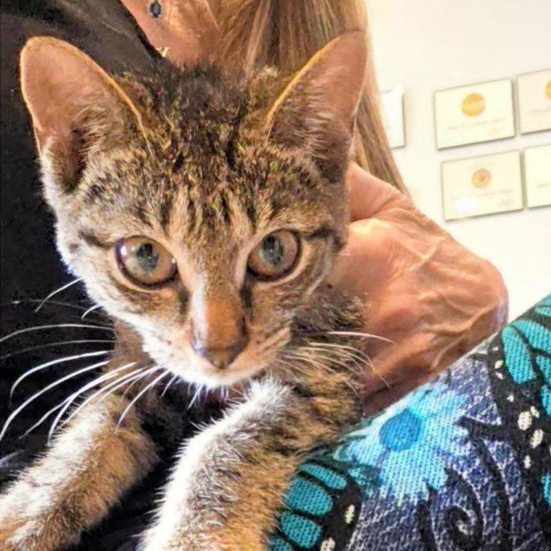 Enlarge Paisley, a Adoptable mixed breed in Magnolia Springs, AL image 3/3
