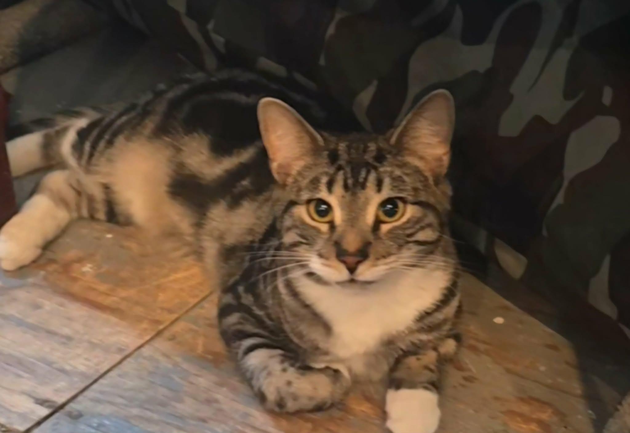 Marvel, ADOPTABLE, Young Male Domestic Short Hair.