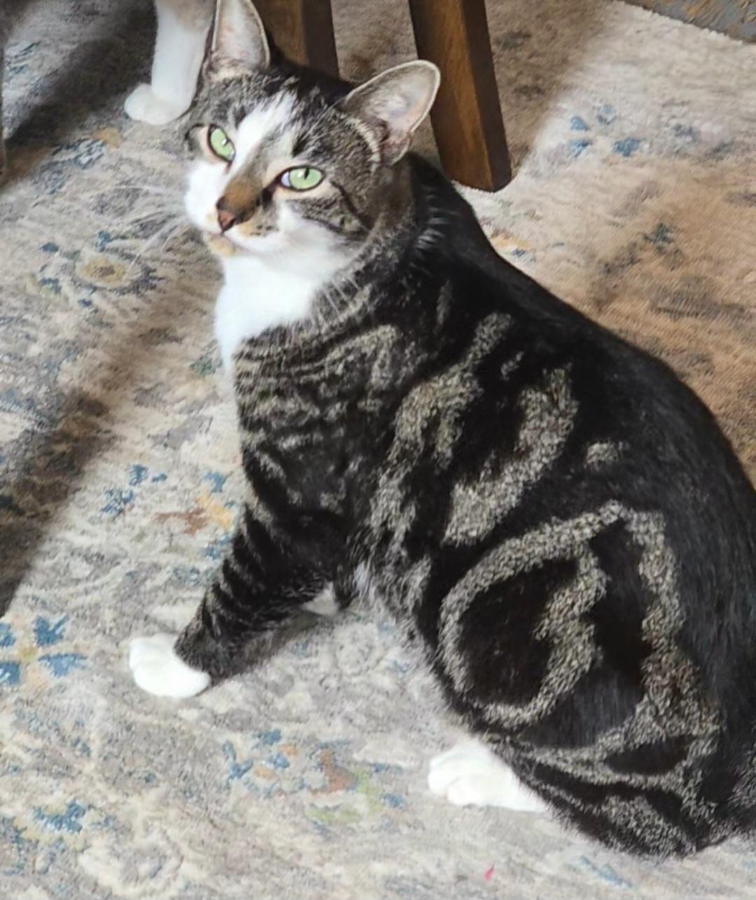 Marvel, ADOPTABLE, Young Male Domestic Short Hair.