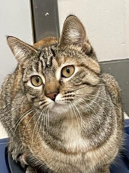 Enlarge Cricket-SPONSORED ADOPTION-FREE WITH APPROVED ADOPTION APPLICATION, a ADOPTABLE Domestic Short Hair in Hayward, WI image 1/1