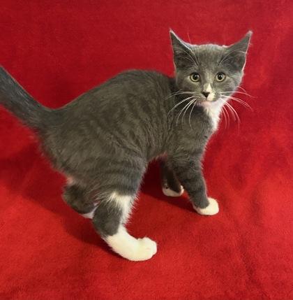 Enlarge Chance, a Adoptable mixed breed in Romeoville, IL image 2/6