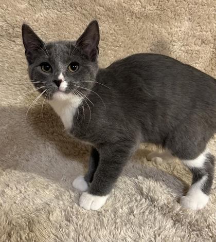 Enlarge Chance, a Adoptable mixed breed in Romeoville, IL image 4/6