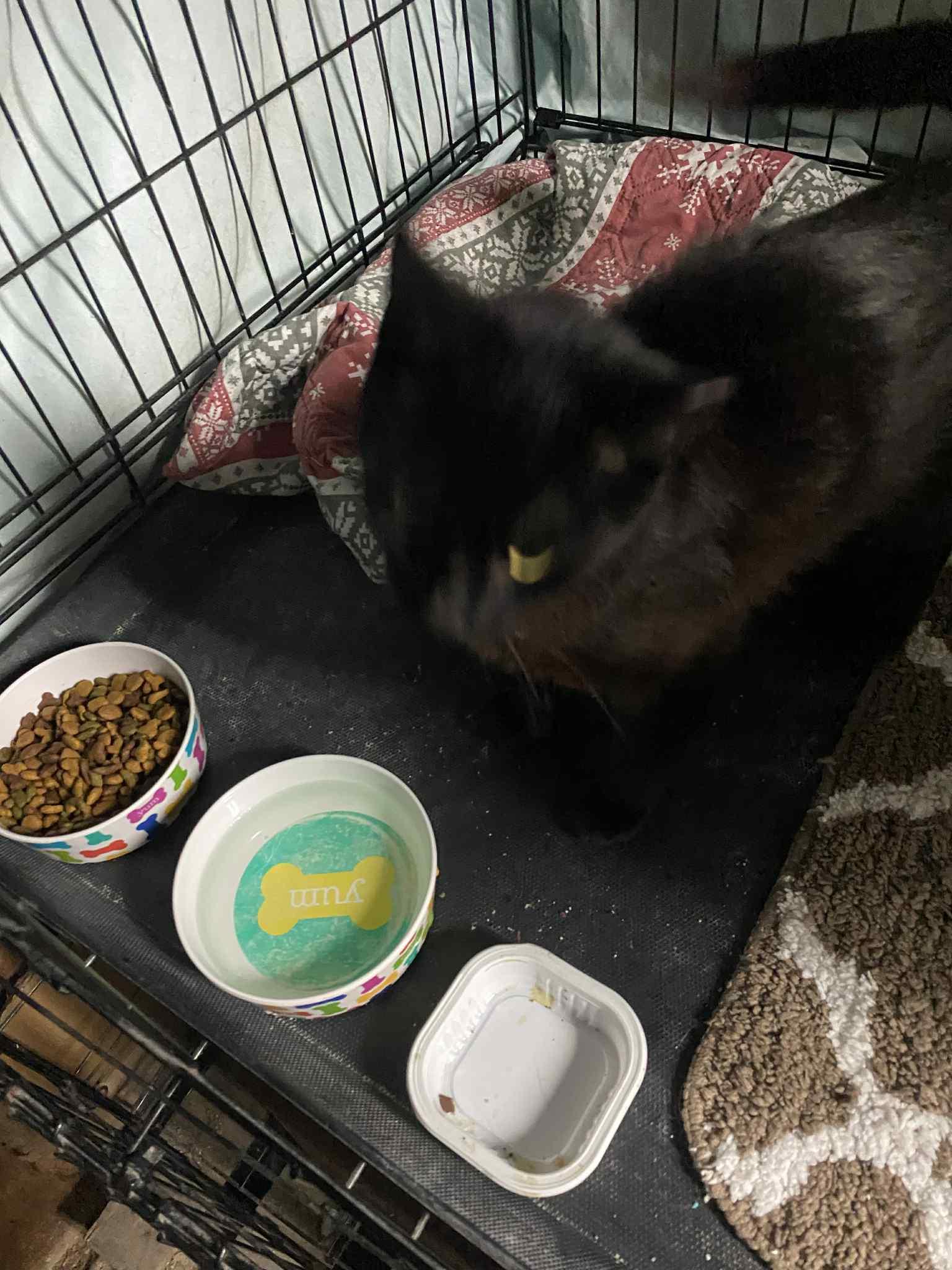 Enlarge Anna Banana, a Adoptable mixed breed in Brownsville, PA image 1/5