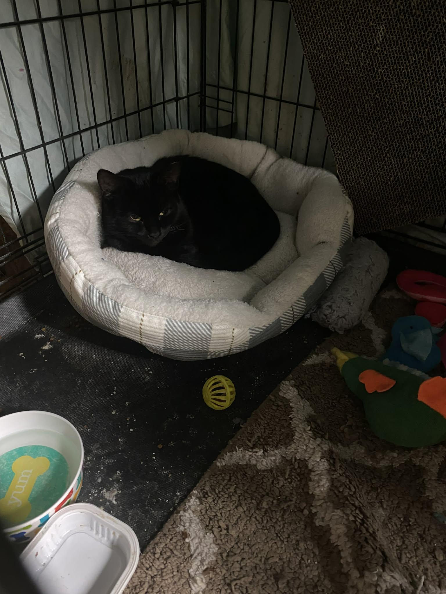 Enlarge Anna Banana, a Adoptable mixed breed in Brownsville, PA image 2/5