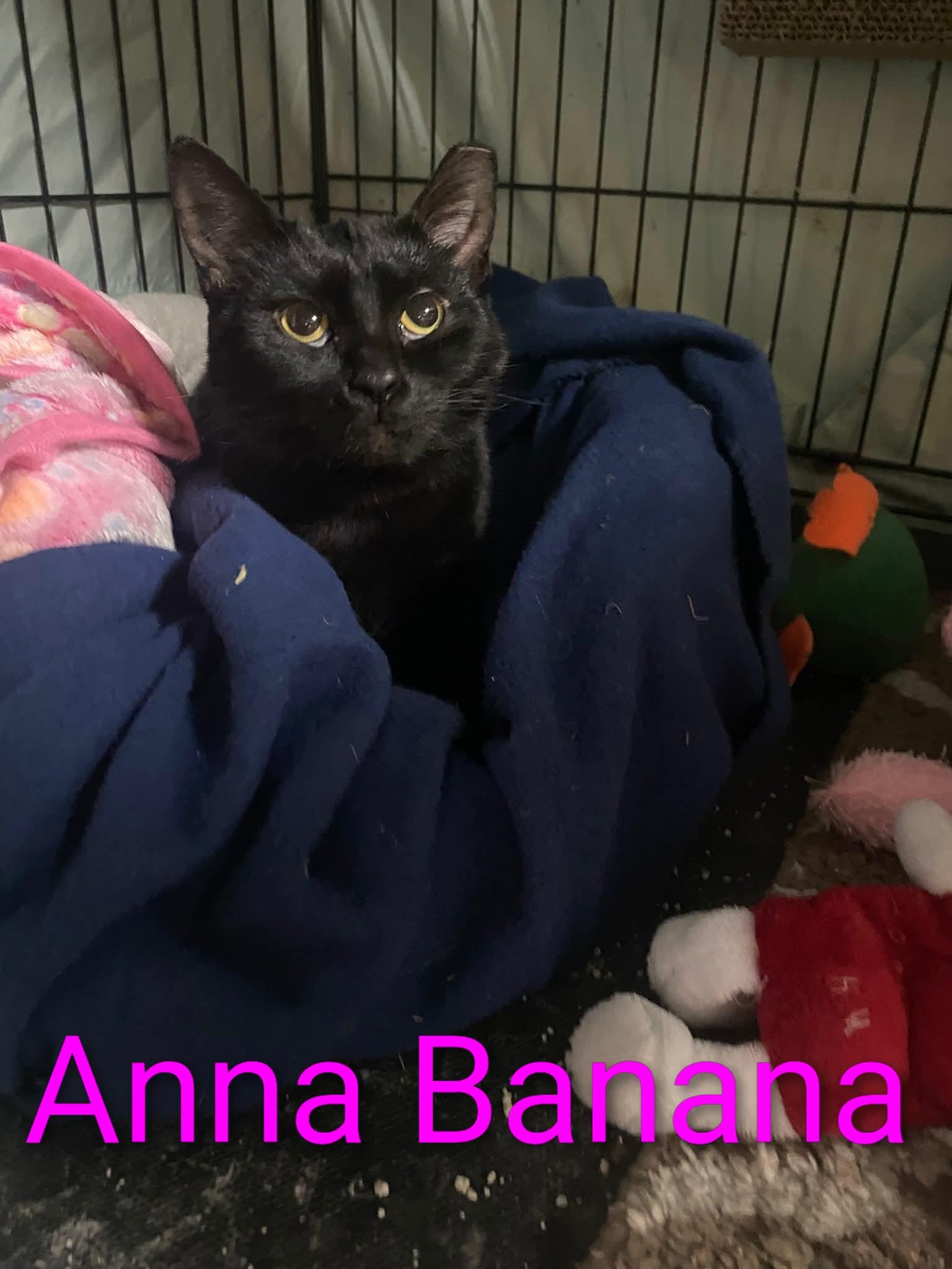 Enlarge Anna Banana, a Adoptable mixed breed in Brownsville, PA image 3/5